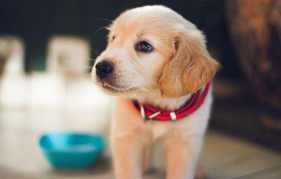 PET RESCUE: The Crisis of Abandoned and Neglected Pets