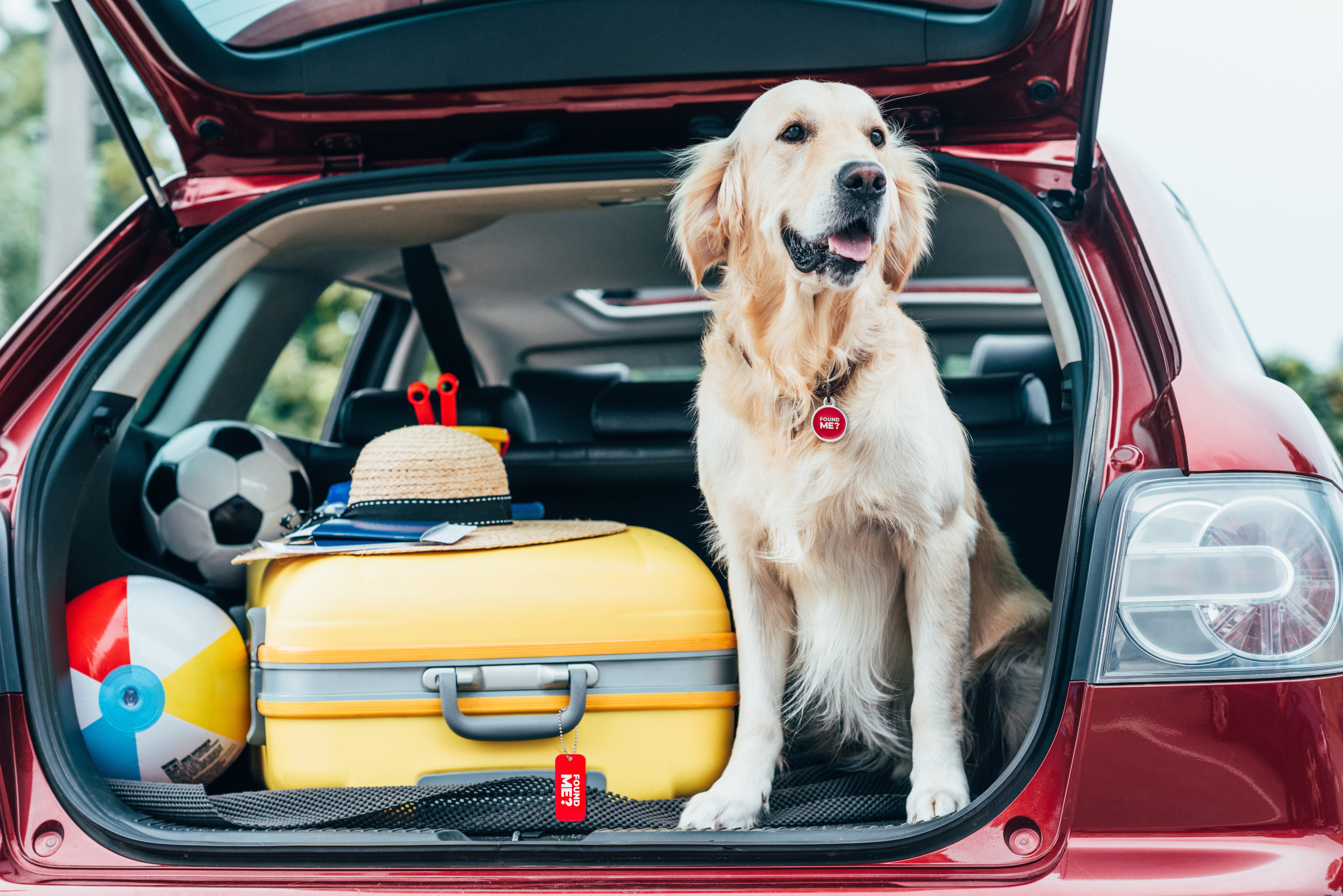 Dog Shelters: Giving Your Pet The Best Chances