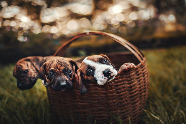 Getting Bit By A Scammer The Truth About Pet Scams